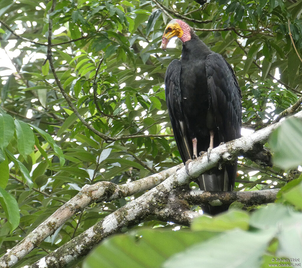 Greater Yellow-headed Vultureadult