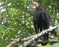 Greater Yellow-headed Vulture