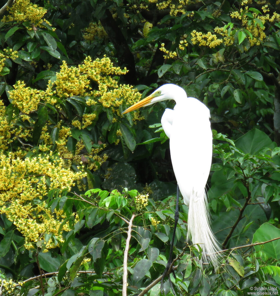 Great Egretadult breeding