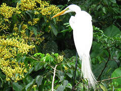 Grande Aigrette