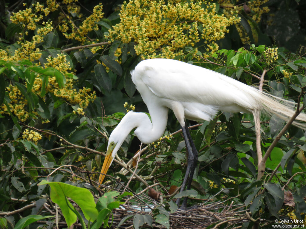 Great Egretadult breeding