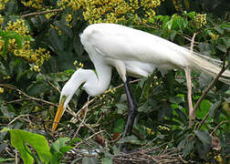 Great Egret