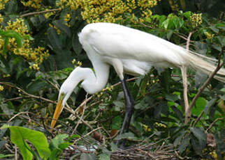 Grande Aigrette