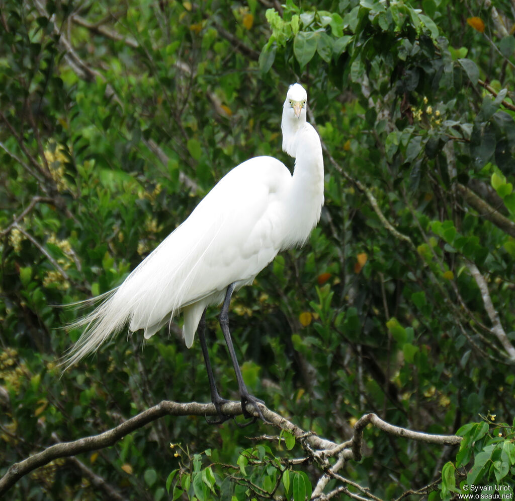 Great Egretadult breeding