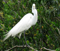 Great Egret