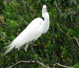 Grande Aigrette