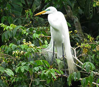 Grande Aigrette