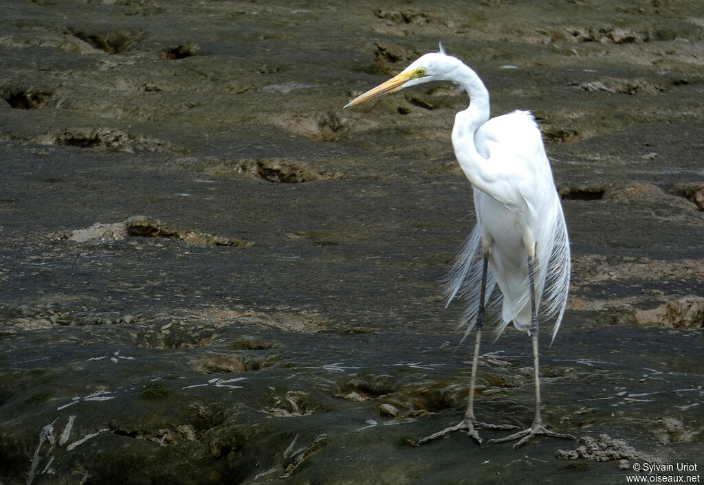 Great Egret