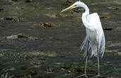 Grande Aigrette