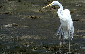 Grande Aigrette