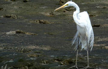 Grande Aigrette