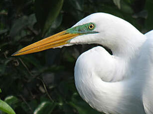 Grande Aigrette