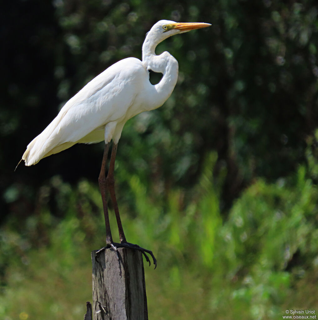 Great Egretadult