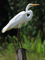 Grande Aigrette