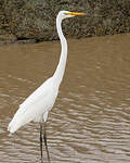 Grande Aigrette