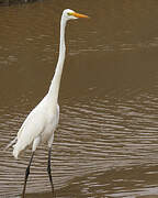 Grande Aigrette