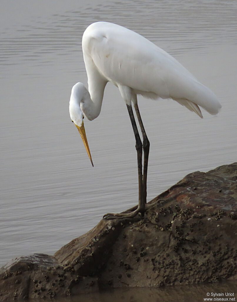 Great Egretadult