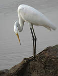 Grande Aigrette