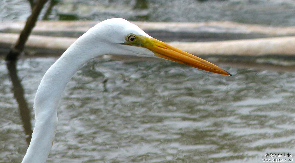 Great Egretadult