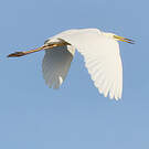 Grande Aigrette