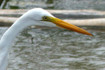 Grande Aigrette