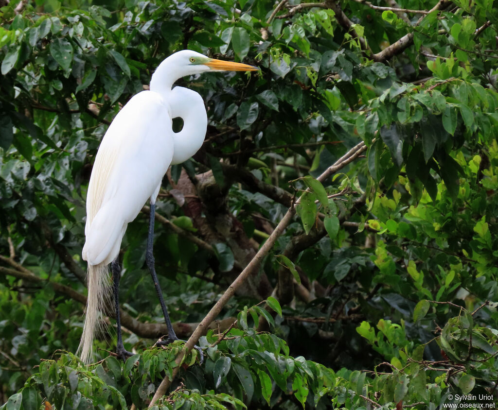 Great Egretadult breeding