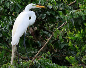 Grande Aigrette