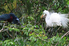 Grande Aigrette