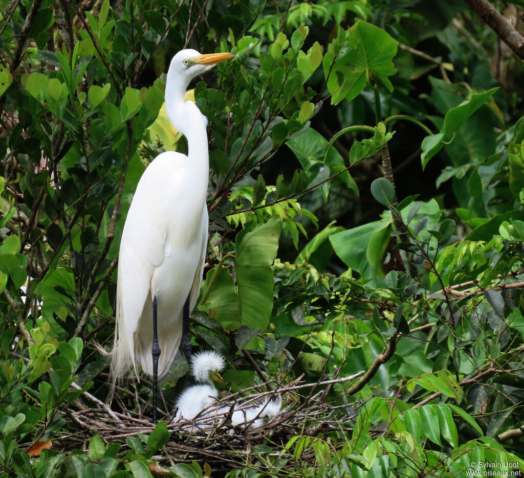 Great Egretadult, Reproduction-nesting