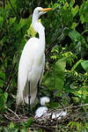 Grande Aigrette