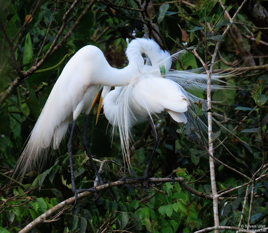 Great Egretadult breeding, courting display