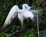 Grande Aigrette