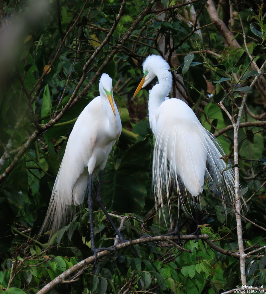 Great Egretadult breeding, courting display