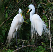 Grande Aigrette