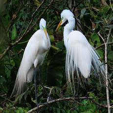 Grande Aigrette