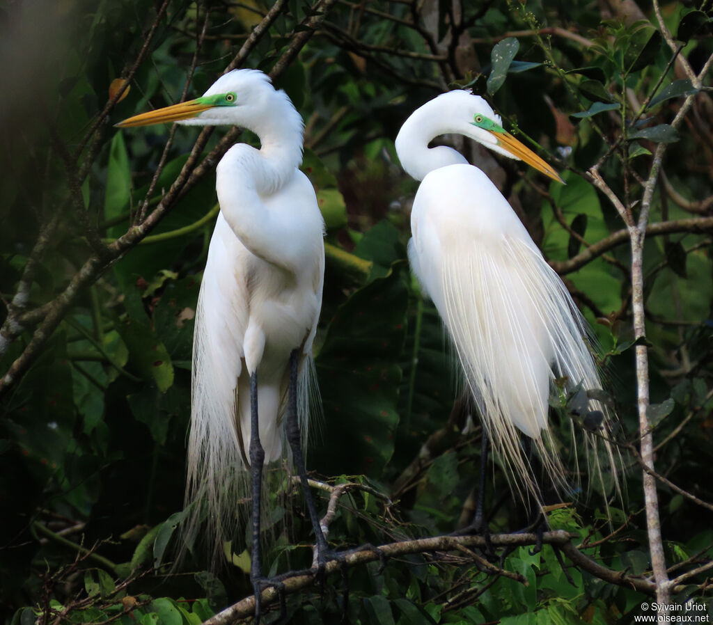 Great Egretadult breeding