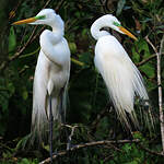 Grande Aigrette