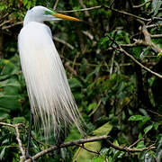 Grande Aigrette