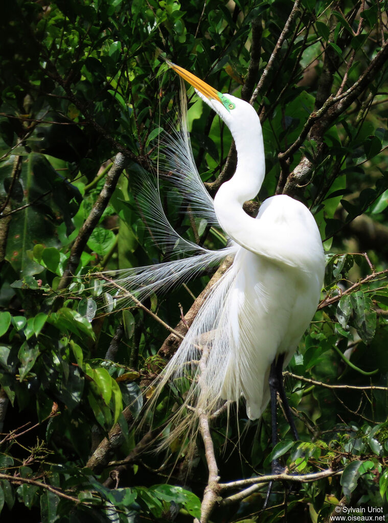 Great Egretadult breeding, care