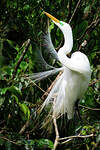 Grande Aigrette