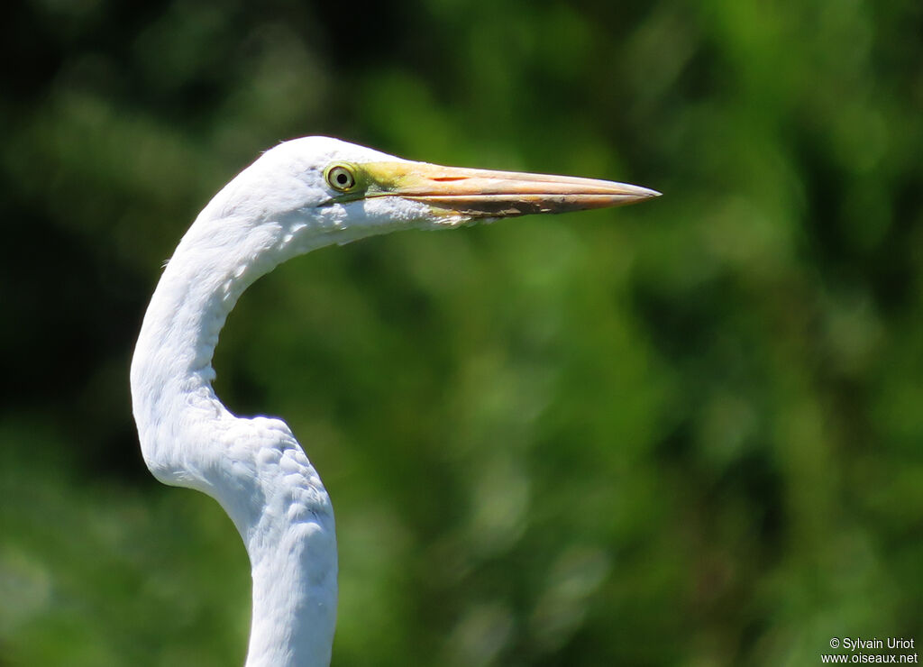 Great Egretadult