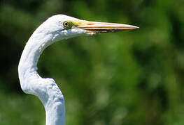 Grande Aigrette