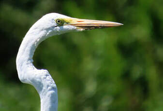 Grande Aigrette