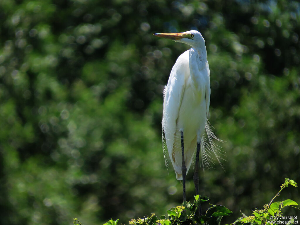 Great Egretadult