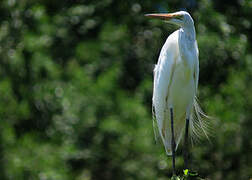 Grande Aigrette