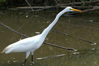 Grande Aigrette