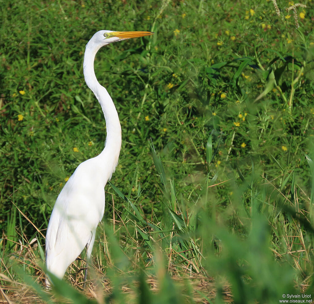 Great Egretadult