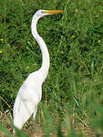 Grande Aigrette