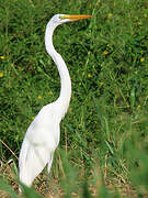 Great Egret