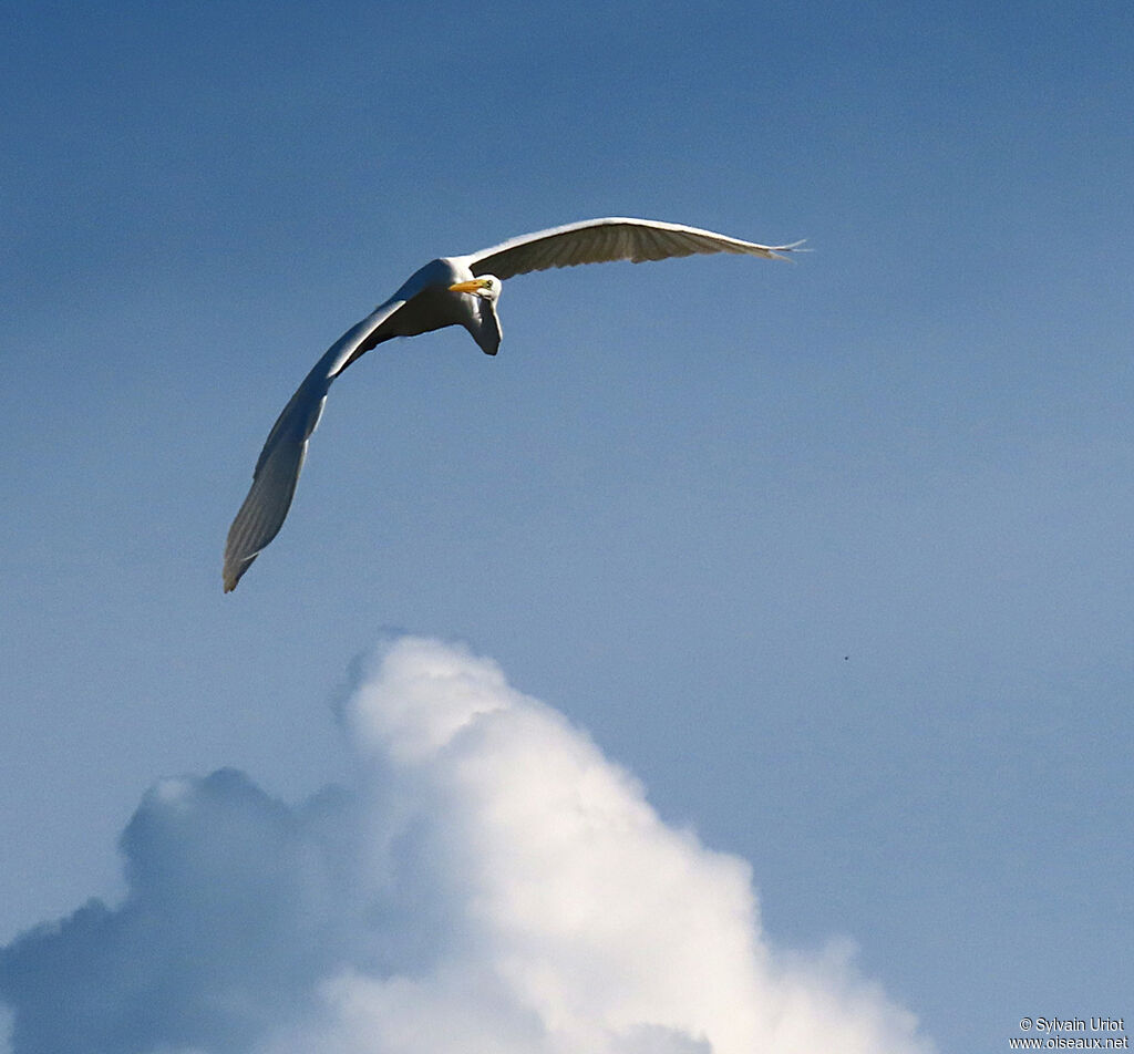 Great Egretadult